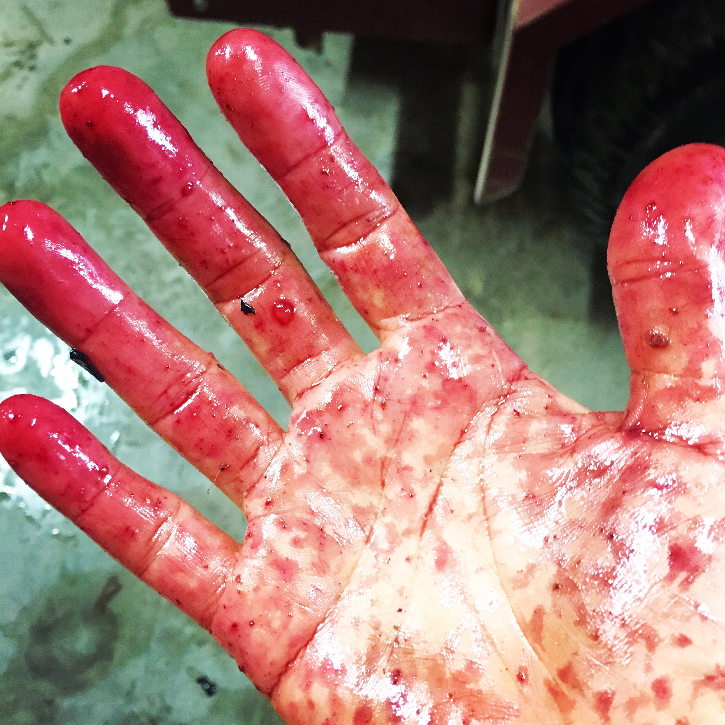 Hand harvesting grapes