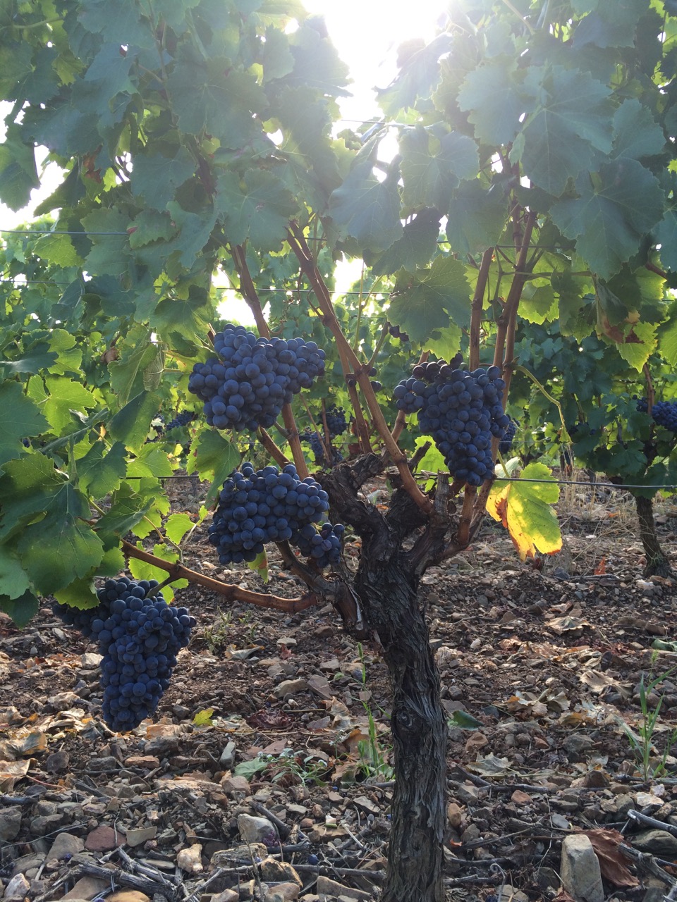 Wine bottles collection