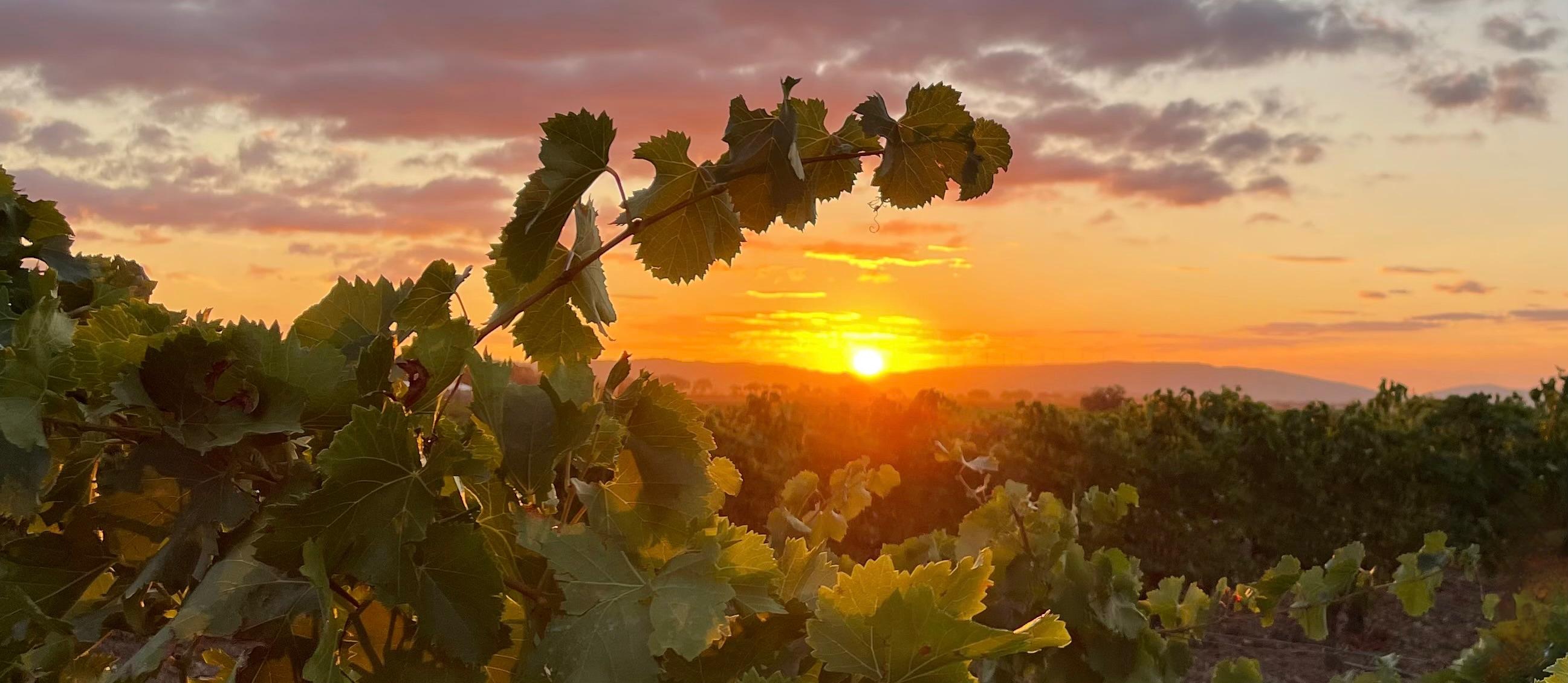Sunrise over the vineyards of La Livinière