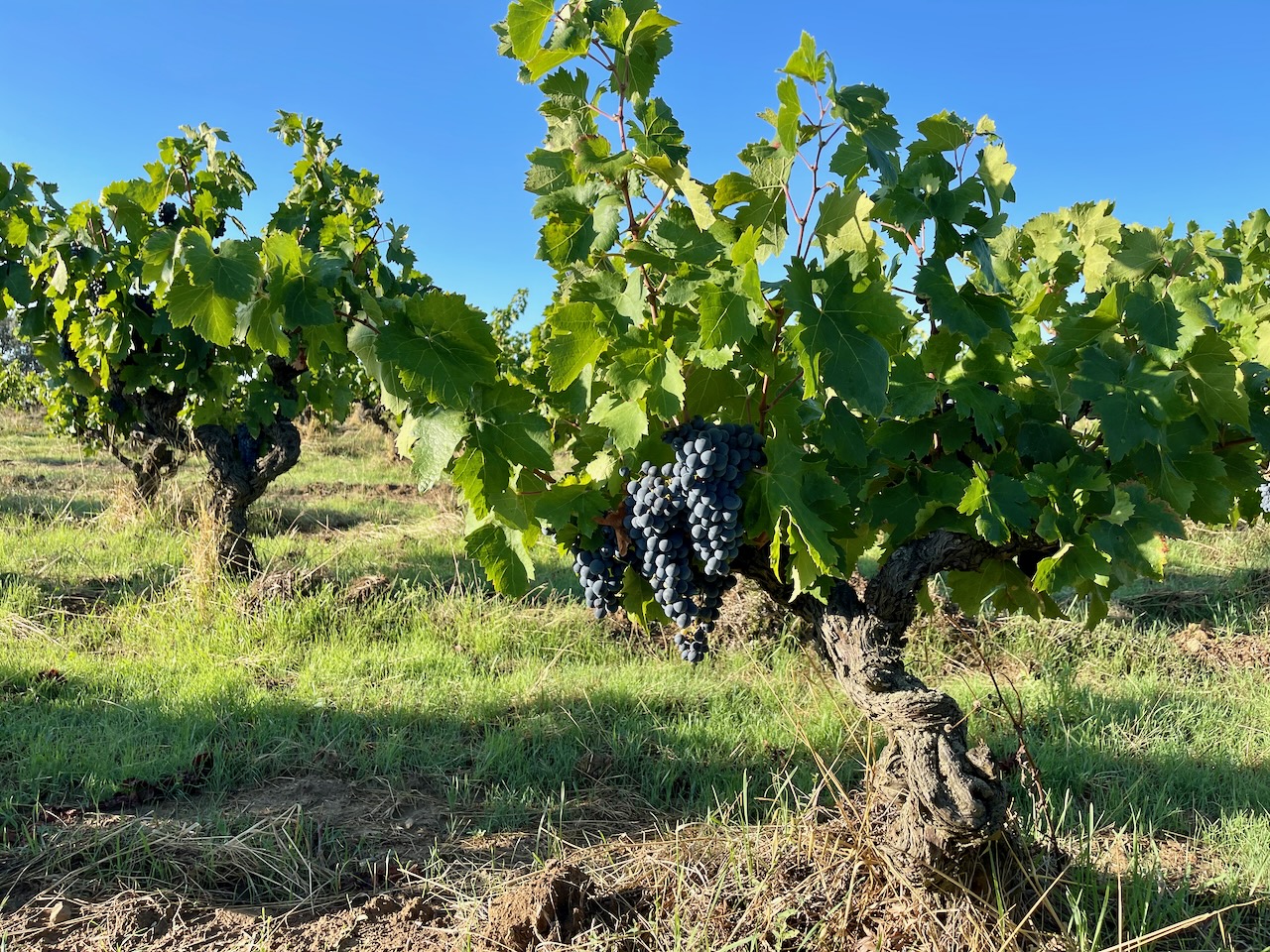 Organic farming practices in the vineyard